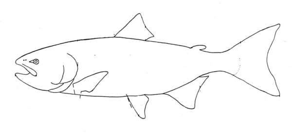 Salmon 4 coloring page image