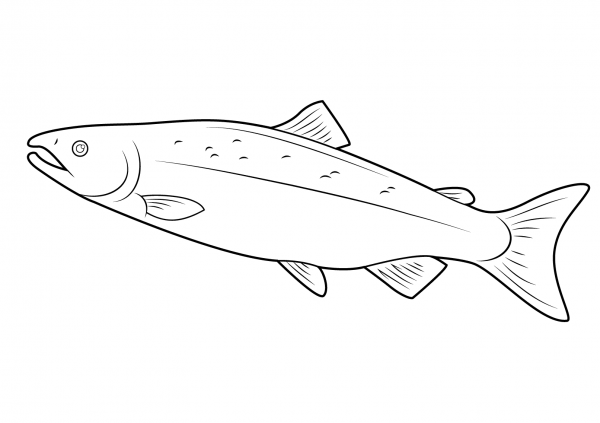 Salmon coloring page image