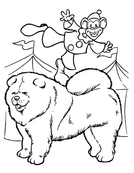 Samoyed with a Monkey Clown coloring page image