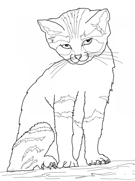 Sand Cat coloring page image