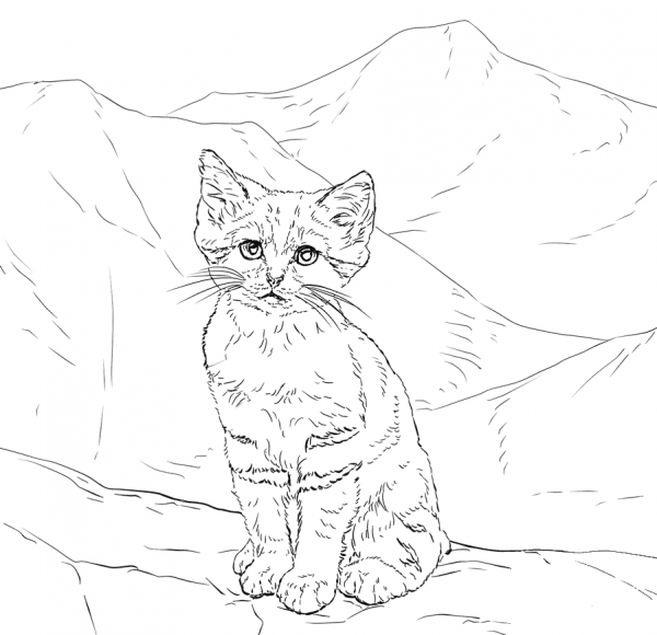 Sand Cat Kitten coloring page image