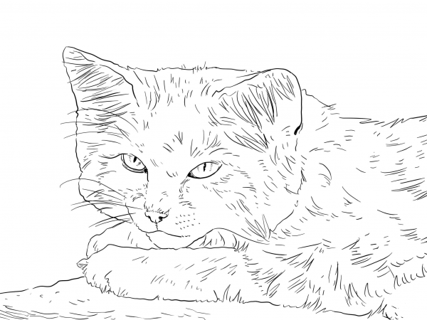 Sand Cat Portrait coloring page image