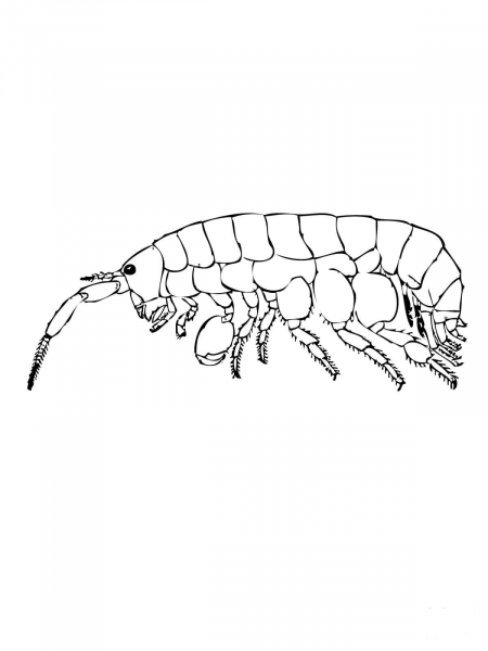 Sand Flea coloring page image