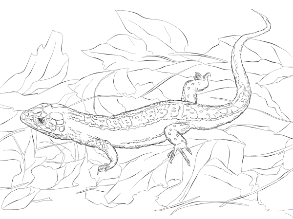 Sand Lizard coloring page image