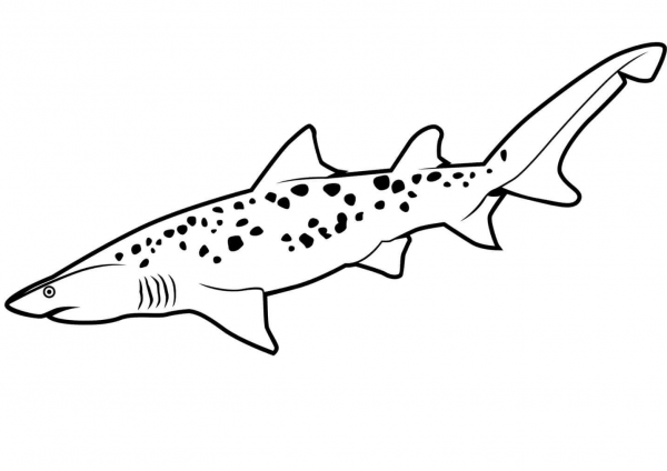 Sand Tiger Shark coloring page image