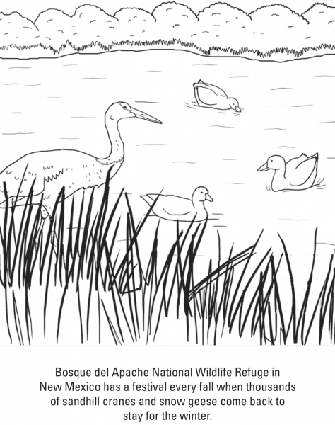Sandhill Crane and Snow Geese coloring page image