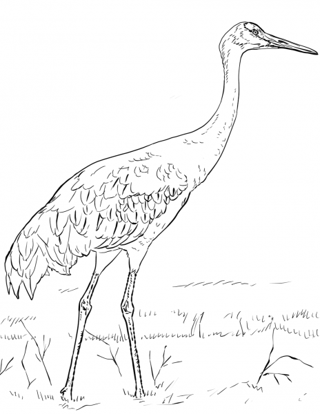 Sandhill Crane coloring page image