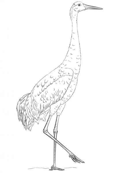 Sandhill Crane coloring page image
