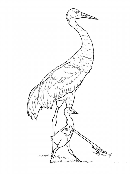 Sandhill Crane with Baby coloring page image