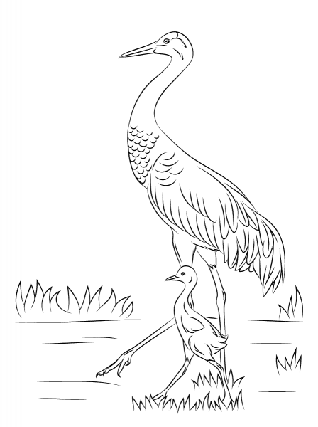 Sandhill Crane with Cute Baby Chick coloring page image