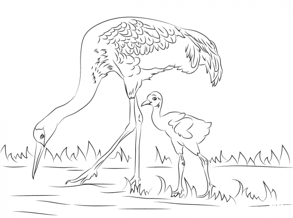 Sandhill Crane with Cute Chick coloring page image