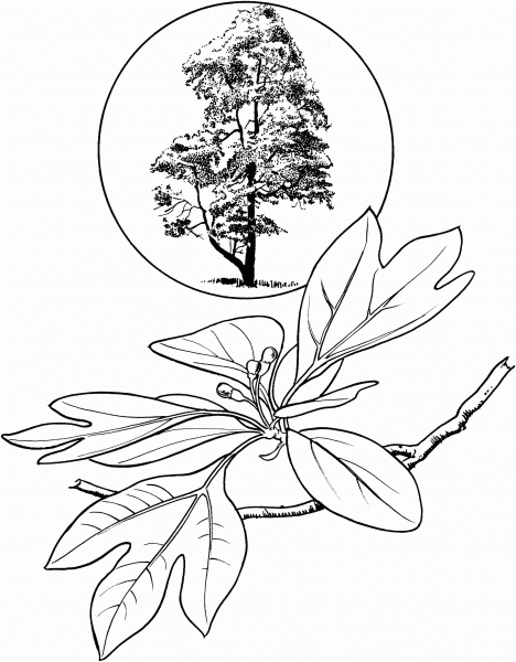 Sassafras coloring page image