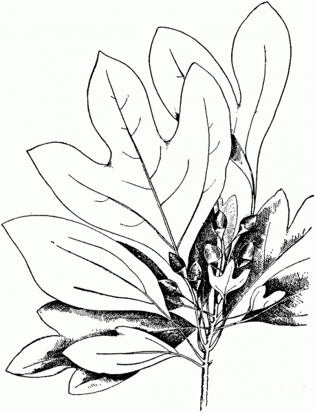 Sassafras Leaves coloring page image