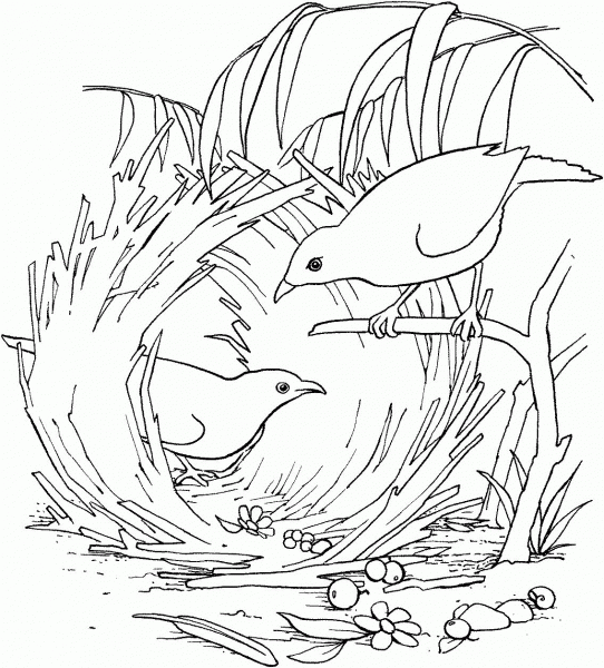 Satin Bowerbird coloring page image