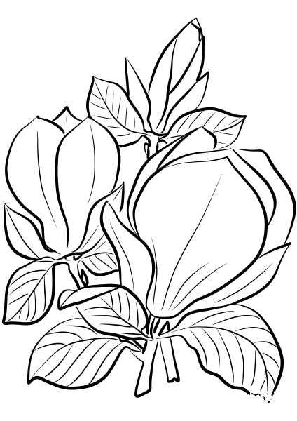 Saucer Magnolia coloring page image