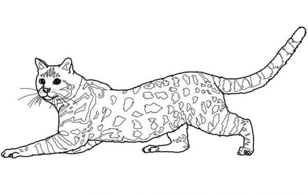 Savannah Cat coloring page image