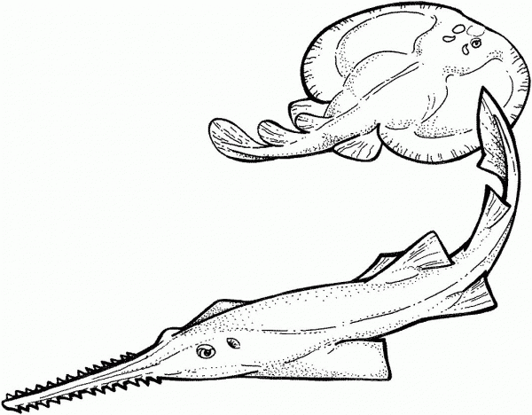 Sawfish and Electric Ray coloring page image