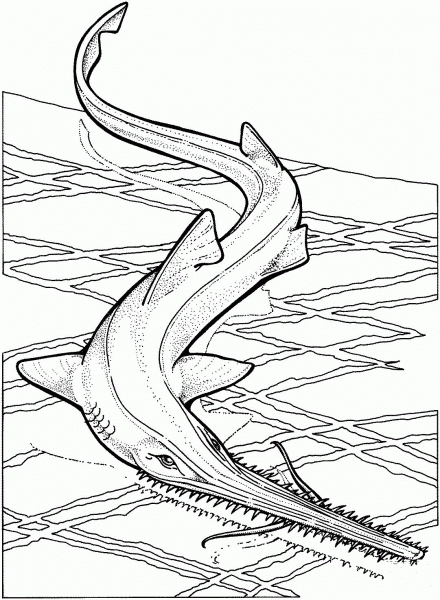 Sawfish coloring page image