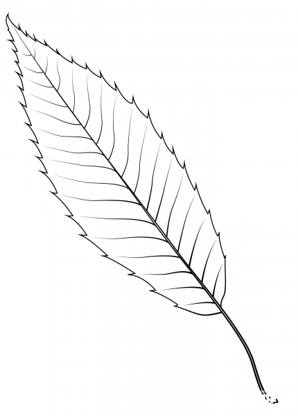 Sawtooth Oak Leaf coloring page image