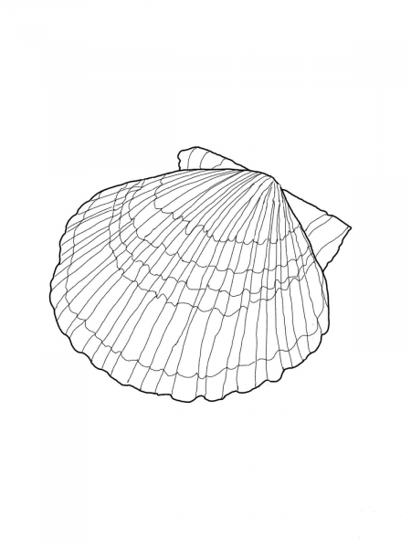 Scallop Shell coloring page image