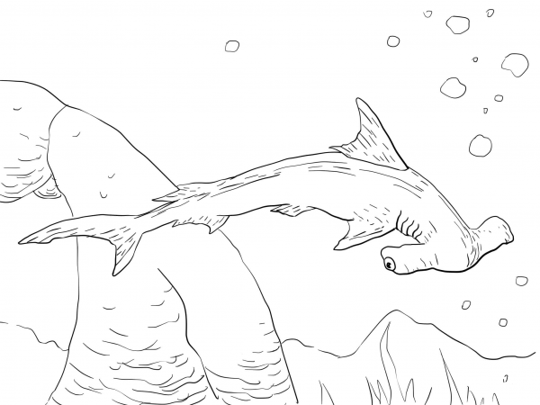 Scalloped Hammerhead Shark coloring page image