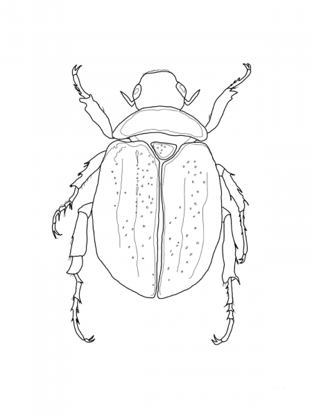Scarab Beetle coloring page image