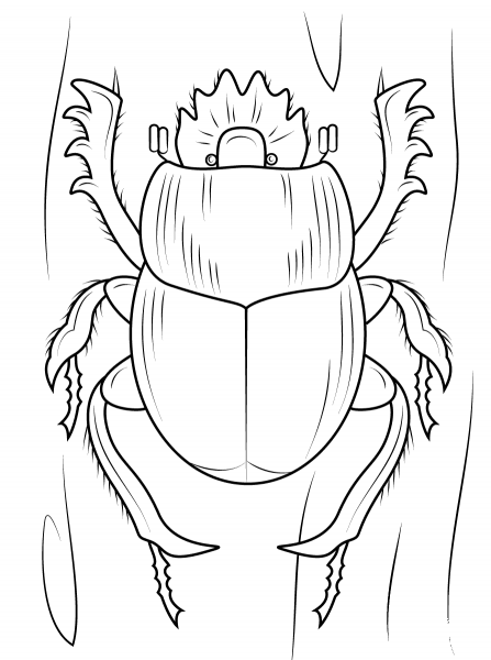 Scarabaeus Dung Beetle coloring page image