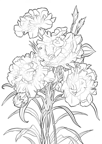 Scarlet Carnation coloring page image