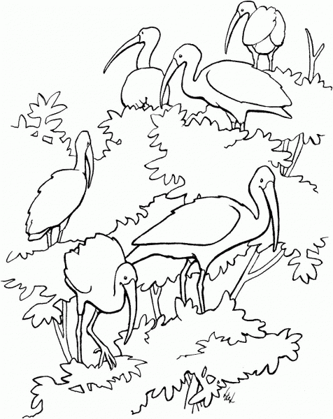 Scarlet Ibises coloring page image
