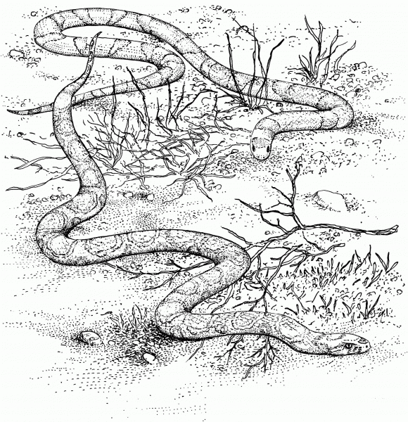 Scarlet King Snake and Milk Snake coloring page image