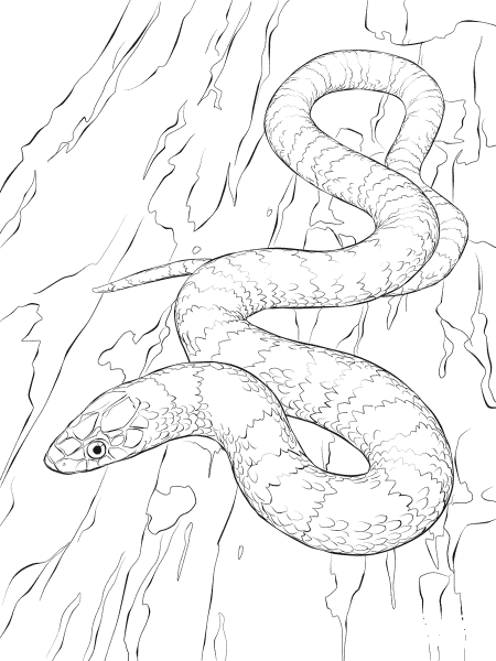 Scarlet Kingsnake coloring page image