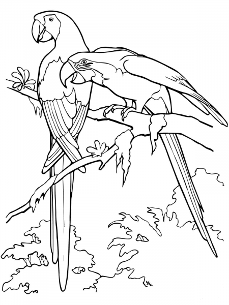 Scarlet Macaws coloring page image