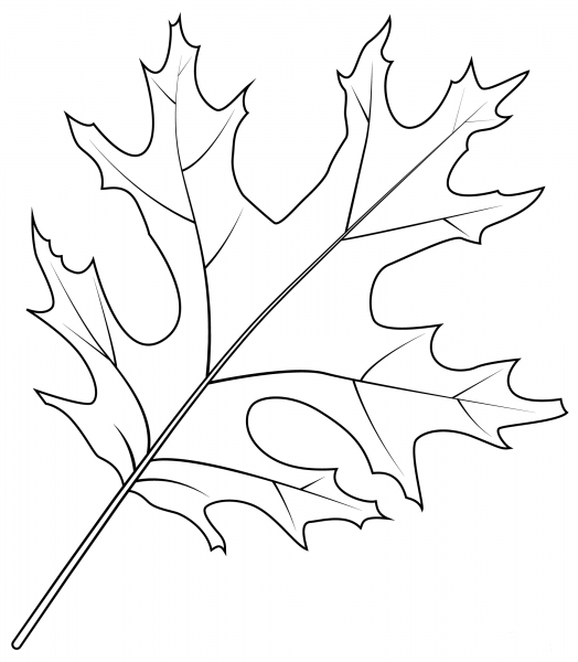 Scarlet Oak Leaf coloring page image