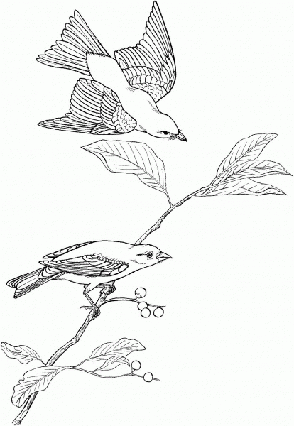 Scarlet Tanager coloring page image