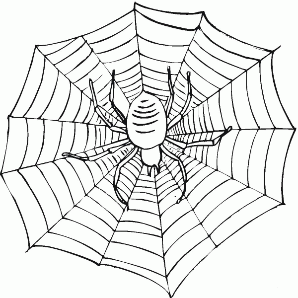 Scary Spider on a Web coloring page image