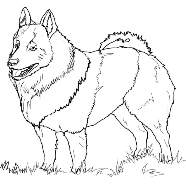 Schipperke coloring page image