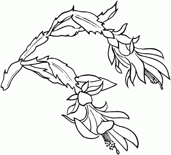 Schlumbergera Bloom coloring page image