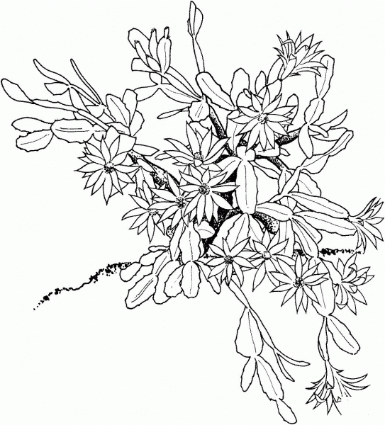 Schlumbergera or Christmas Cactus coloring page image
