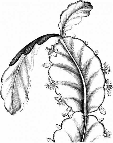 Schlumbergera or Thanksgiving Cactus coloring page image