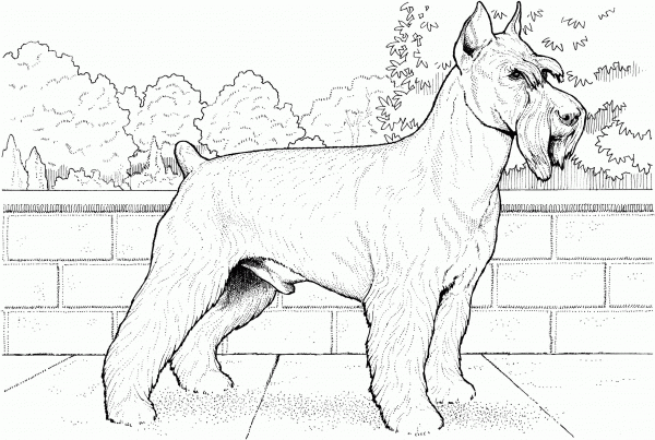 Schnauzer Terrier coloring page image