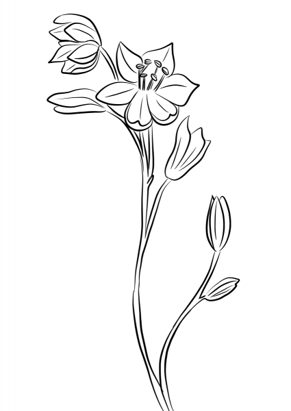 Scilla flower coloring page image
