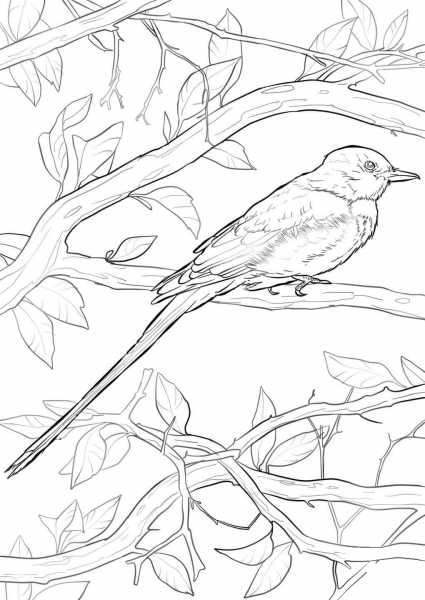 Scissor-tailed Flycatcher coloring page image