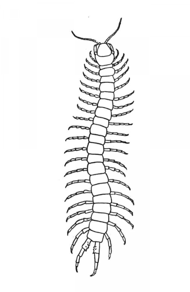 Scolopendra coloring page image