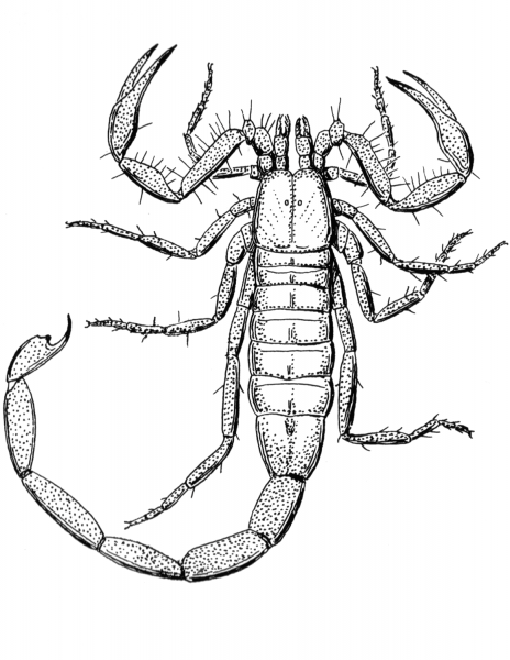 Scorpion coloring page image