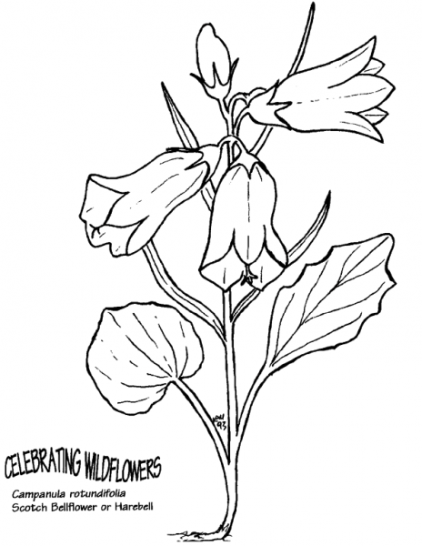 Scotch Bellflower or Harebell coloring page image