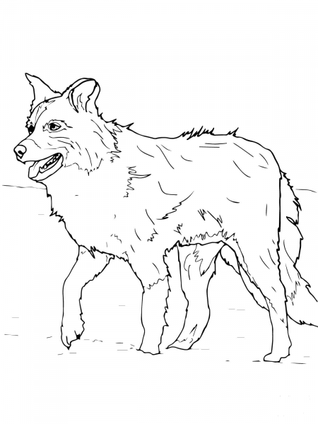 Scotch Sheep Dog or Border Collie coloring page image