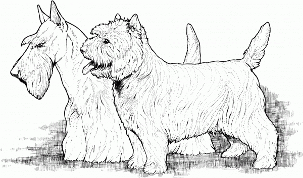 Scottish and West Highland Terriers coloring page image