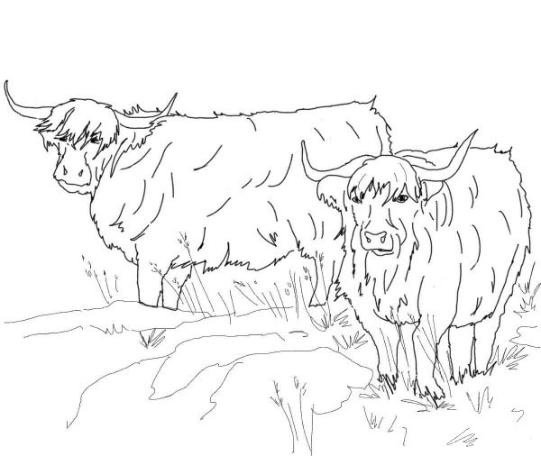Scottish Highland Cattle coloring page image