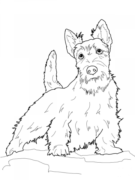 Scottish Terrier coloring page image