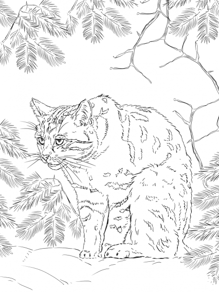Scottish Wildcat coloring page image